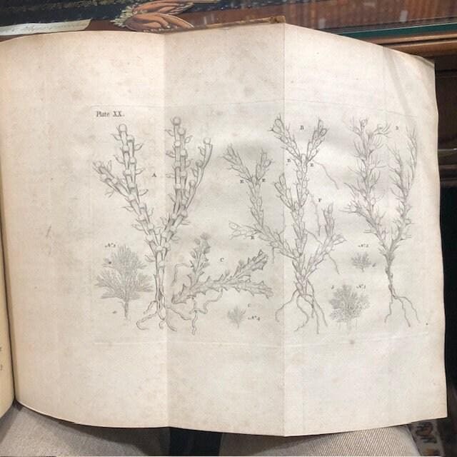 Essay Towards a Natural History of the Corallines, and Other Marine Productions of the like Kind Commonly found on the Coasts of Great Britain and Ireland. To which is added the Description of a large Marine Polype taken near the North Pole, by the Whale-fishers, in the Summer 1753. — photograph 10.