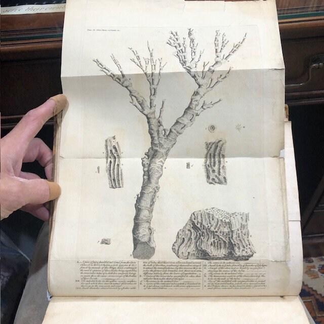 Essay Towards a Natural History of the Corallines, and Other Marine Productions of the like Kind Commonly found on the Coasts of Great Britain and Ireland. To which is added the Description of a large Marine Polype taken near the North Pole, by the Whale-fishers, in the Summer 1753. — photograph 5.