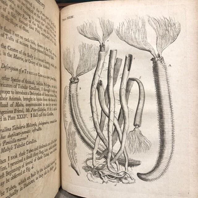 Essay Towards a Natural History of the Corallines, and Other Marine Productions of the like Kind Commonly found on the Coasts of Great Britain and Ireland. To which is added the Description of a large Marine Polype taken near the North Pole, by the Whale-fishers, in the Summer 1753. — photograph 7.