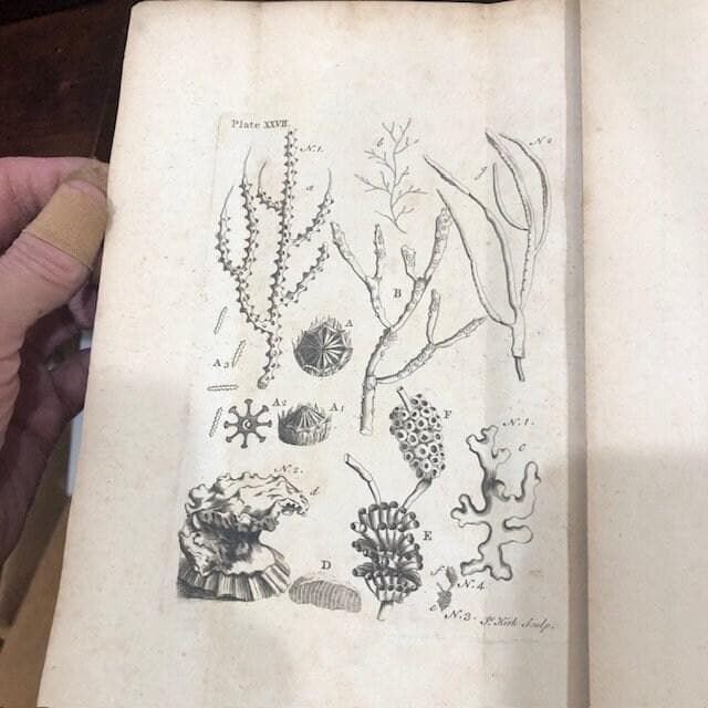 Essay Towards a Natural History of the Corallines, and Other Marine Productions of the like Kind Commonly found on the Coasts of Great Britain and Ireland. To which is added the Description of a large Marine Polype taken near the North Pole, by the Whale-fishers, in the Summer 1753. — photograph 9.