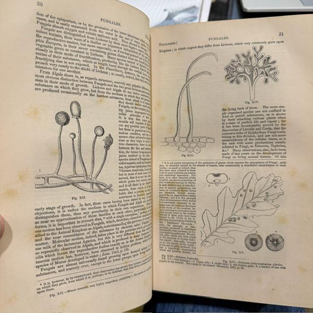 The Vegetable Kingdom; or, The Structure, Classification, and Uses of Plants, Illustrated Upon the Natural System. With Upwards of Five Hundred Illustrations. Third Edition, With Corrections and Additional Genera. — photograph 10.