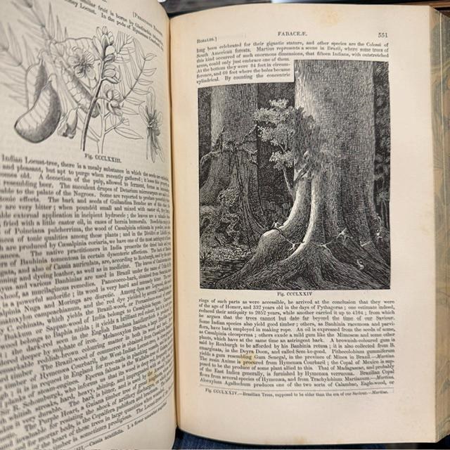 The Vegetable Kingdom; or, The Structure, Classification, and Uses of Plants, Illustrated Upon the Natural System. With Upwards of Five Hundred Illustrations. Third Edition, With Corrections and Additional Genera. — photograph 7.