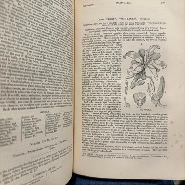 The Vegetable Kingdom; or, The Structure, Classification, and Uses of Plants, Illustrated Upon the Natural System. With Upwards of Five Hundred Illustrations. Third Edition, With Corrections and Additional Genera. — photograph 8.