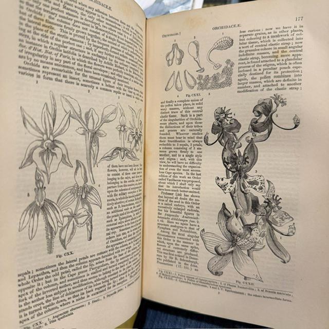 The Vegetable Kingdom; or, The Structure, Classification, and Uses of Plants, Illustrated Upon the Natural System. With Upwards of Five Hundred Illustrations. Third Edition, With Corrections and Additional Genera. — photograph 9.