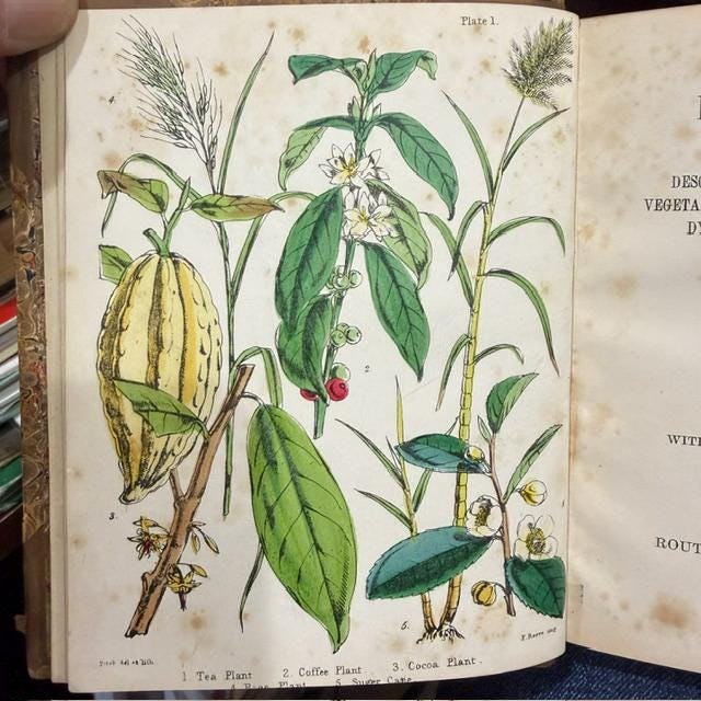 Profitable Plants; A Description of The Principal Articles of Vegetable Origin Used for Food, Clothing, Tanning, Dyeing, Building, Medicine, Perfumery, Etc. With Twenty Pages of Coloured Plates. — photograph 6.