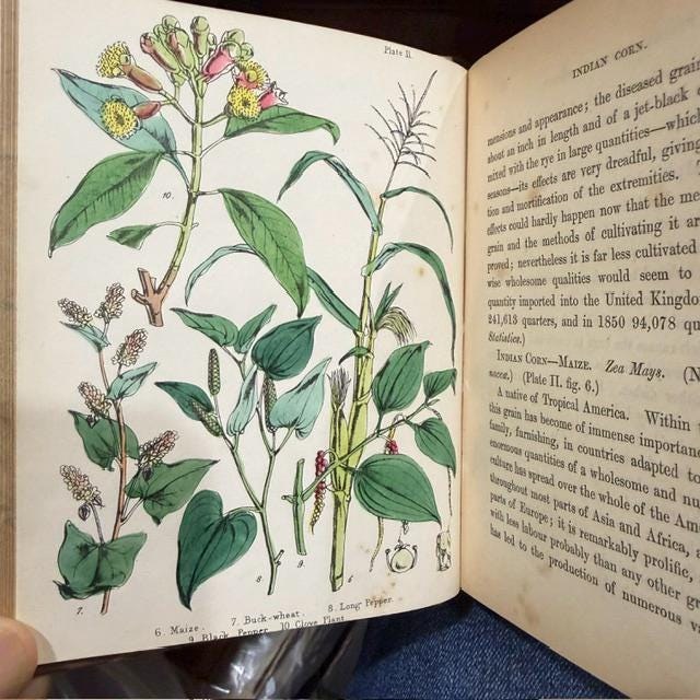 Profitable Plants; A Description of The Principal Articles of Vegetable Origin Used for Food, Clothing, Tanning, Dyeing, Building, Medicine, Perfumery, Etc. With Twenty Pages of Coloured Plates. — photograph 7.