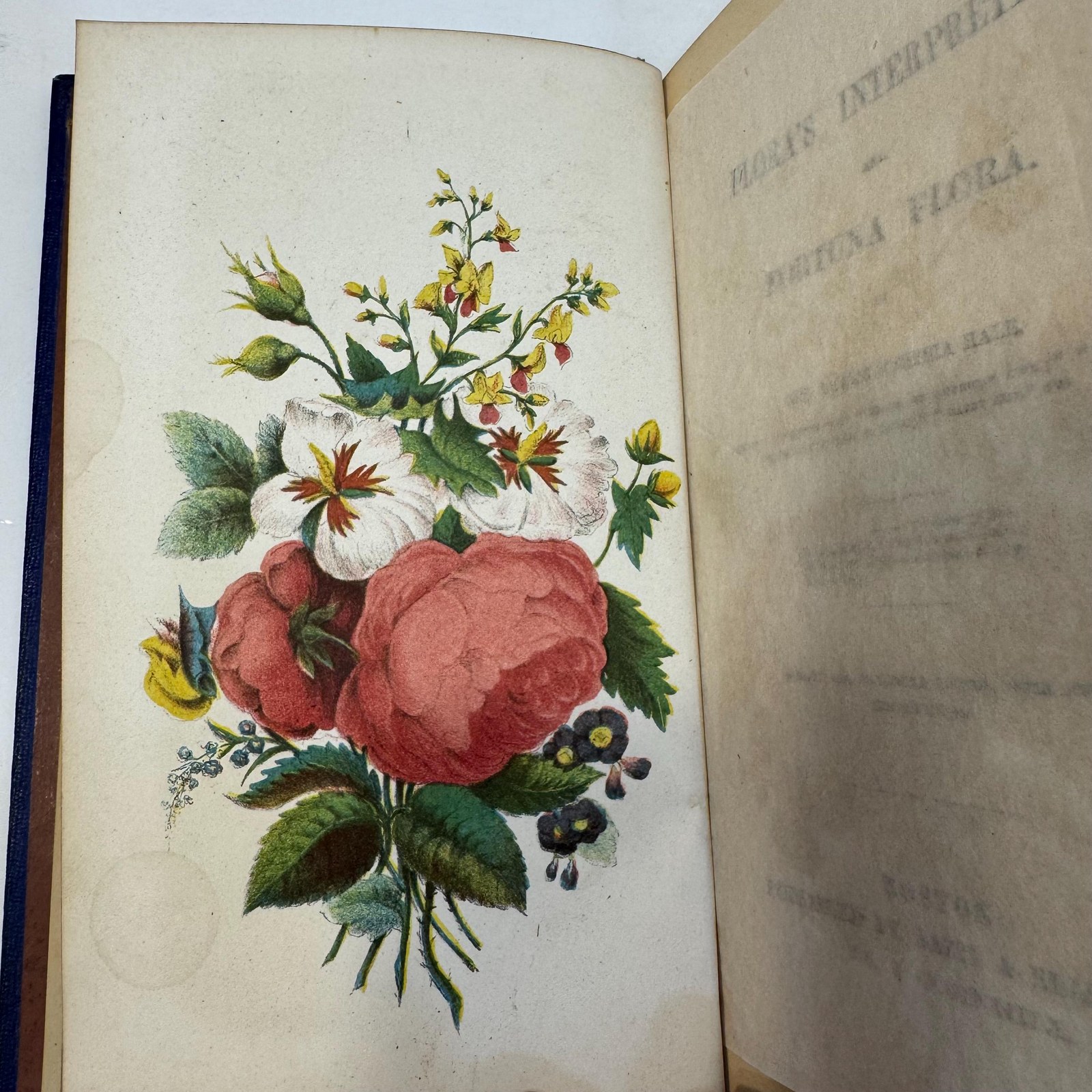 Flora's Interpreter, and Fortuna Flora. Revised and Enlarged Edition, With New Illustrations. — photograph 7.
