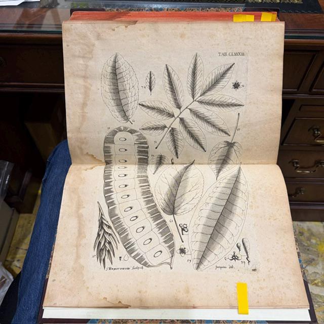 Nicolai Josephi Jacquin Selectarum Stirpium Americanarum Historia, in qua ad Linnæanum systema determinatæ descriptæque sistuntur plantæ illæ, quas in insulis Martinica, Jamaica, Domingo, aliisque, et in vicinæ continentis parte, observavit rariores; adjectis iconibus in solo natali delineatis. Translated: Nicolas Joseph Jacquin’s History of Selected American Plants, in which those rarer plants that he observed on the islands of Martinique, Jamaica, Santo Domingo, and others, as well as in a neighboring part of the continent, are identified according to the Linnaean system and described, with illustrations drawn in their native habitat. — photograph 10.