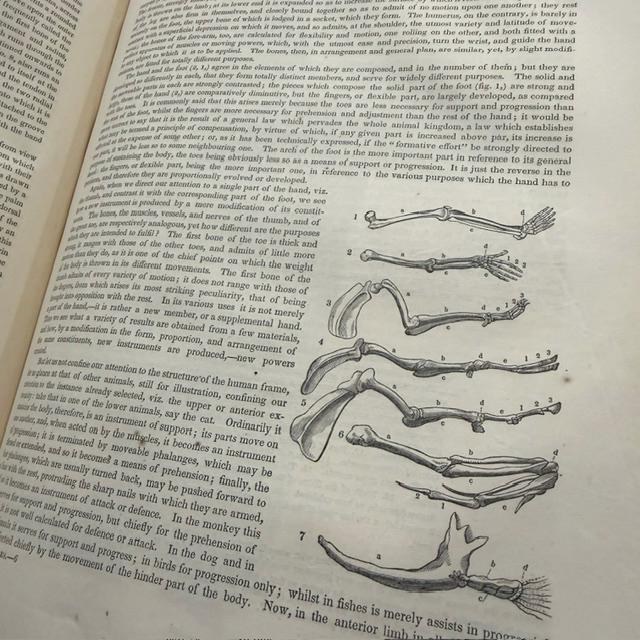 A Series of Anatomical Plates; With References and Physiological Comments, Illustrating The Structure of Thee Different Parts of The Human Body. American Edition Revised, With Additional Notes — photograph 7.