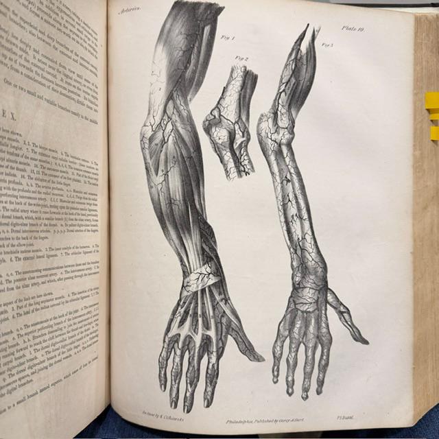 A Series of Anatomical Plates; With References and Physiological Comments, Illustrating The Structure of Thee Different Parts of The Human Body. American Edition Revised, With Additional Notes — photograph 8.