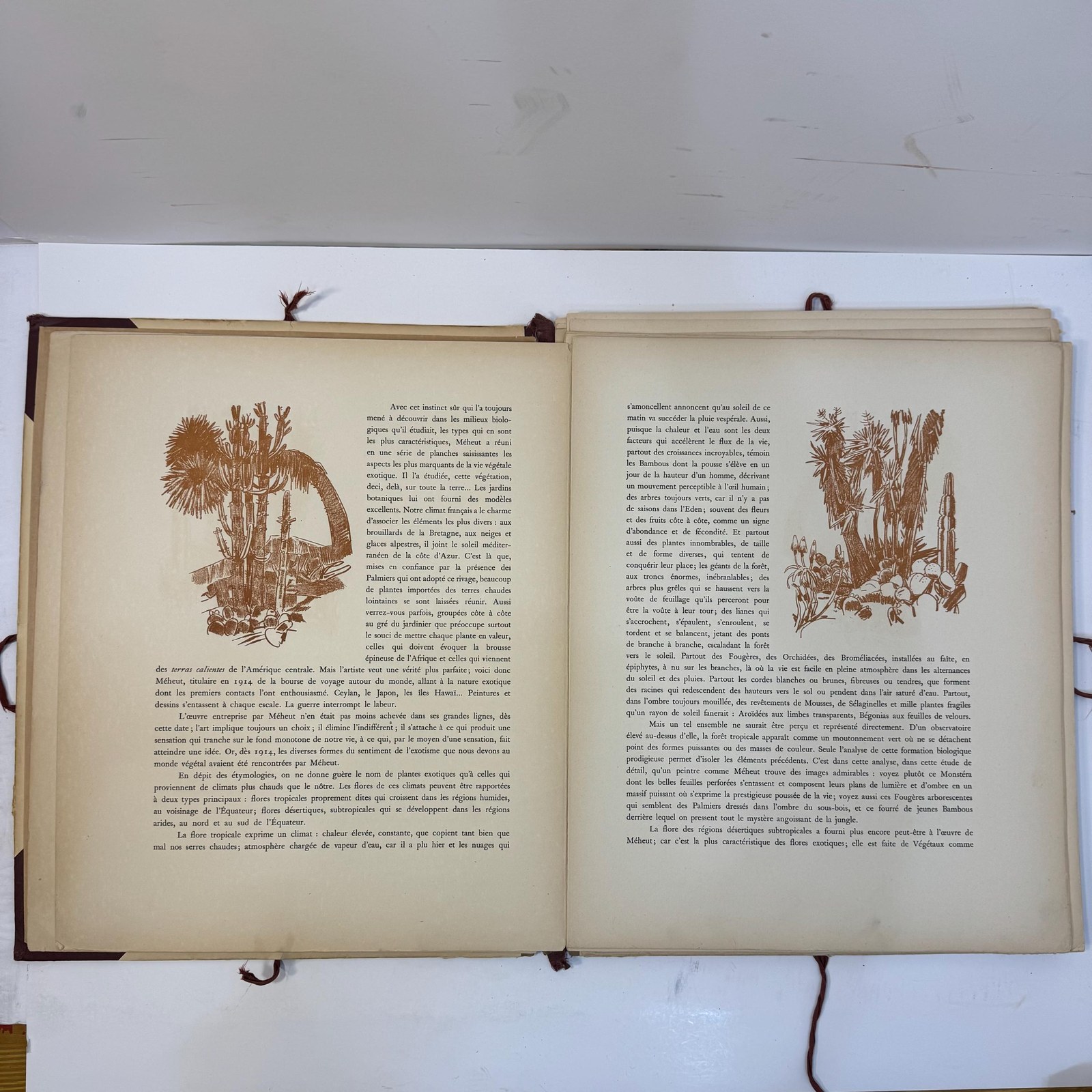 La Plante Exotique, Introduction par M.L. Plantefol — photograph 6.
