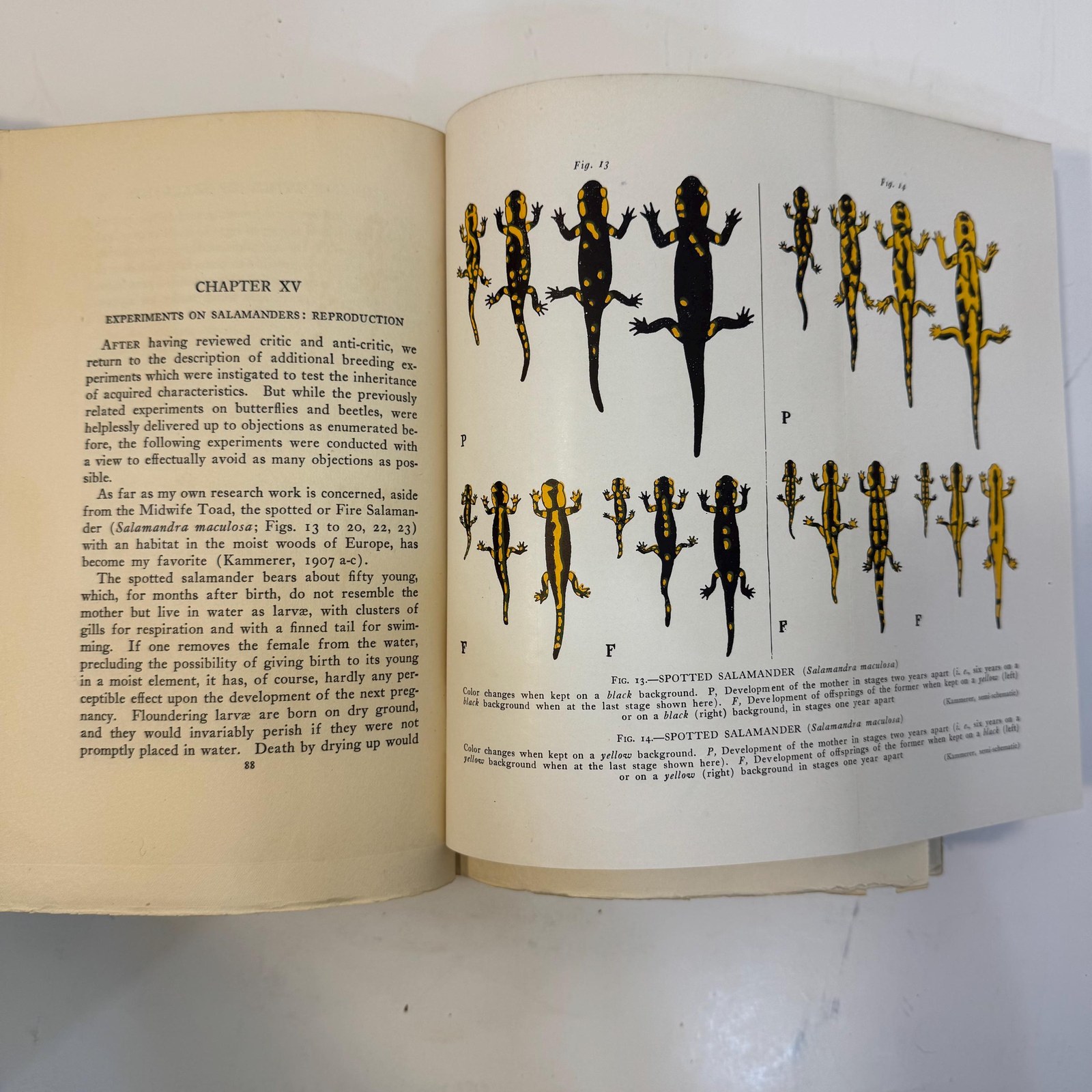 The Inheritance of Acquired Characteristics. Illustrated. — photograph 10.