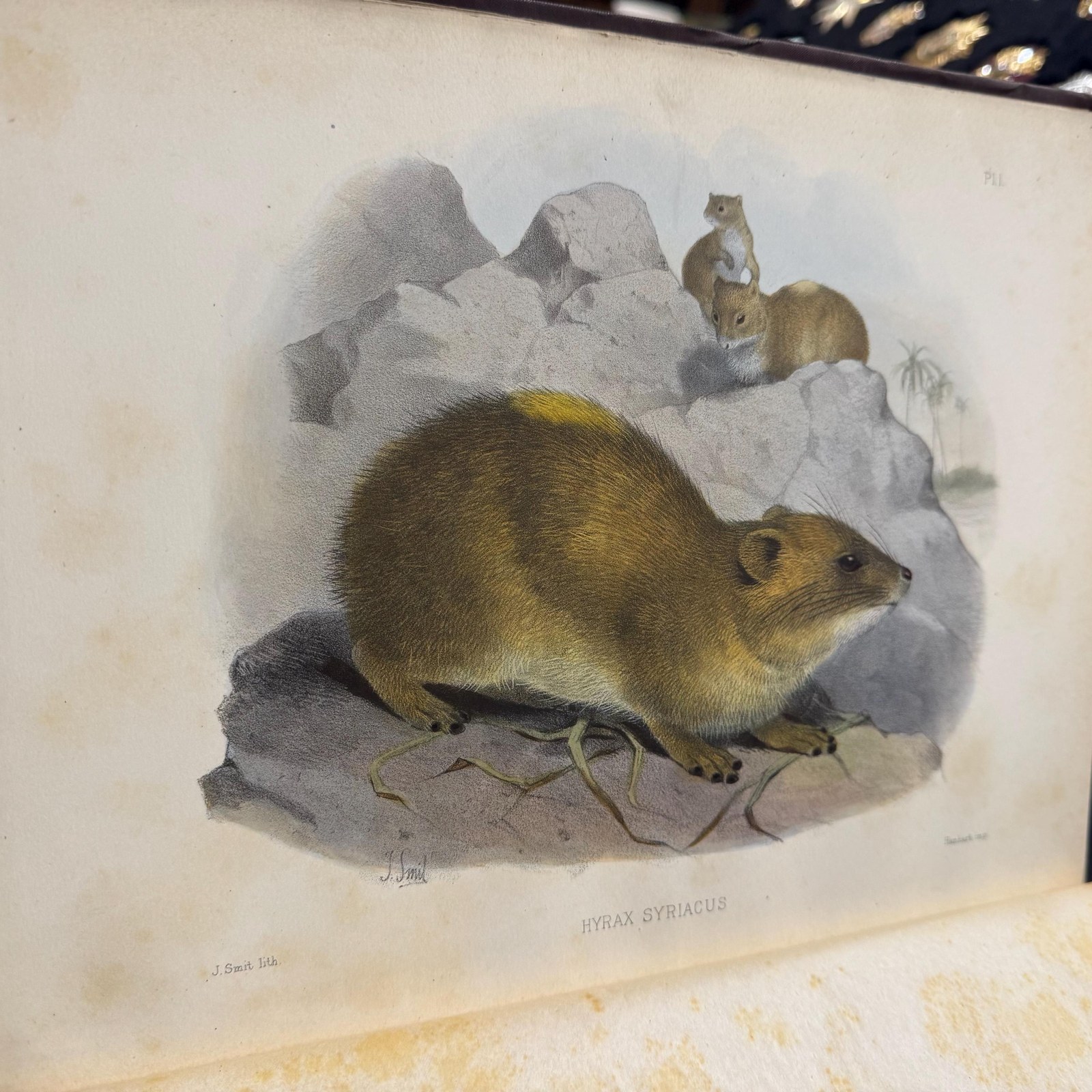 The Survey of Western Palestine. The Fauna and Flora of Palenstine — photograph 5.