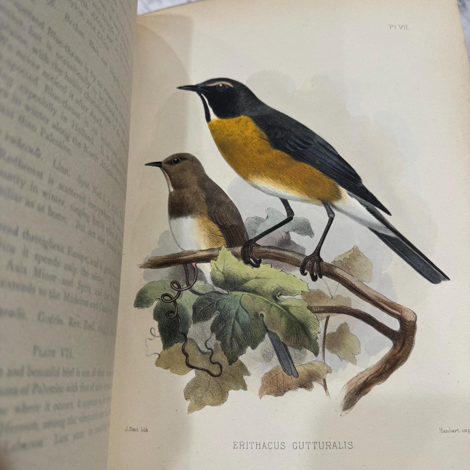 The Survey of Western Palestine. The Fauna and Flora of Palenstine — photograph 8.