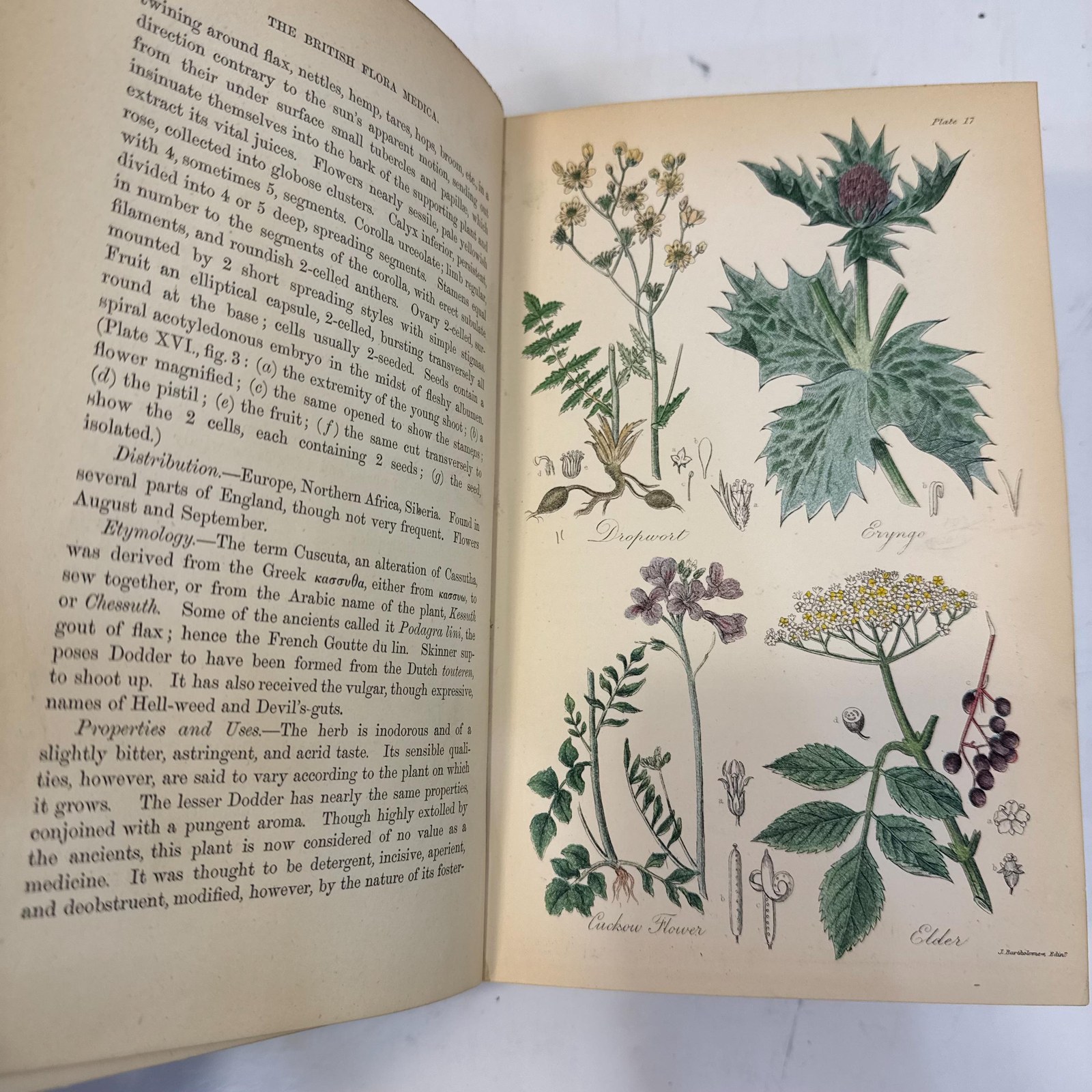 The British Flora Medica: A History of the Medicinal Plants of Great Britain. A New Edition, Revisd, Condensed, and Partly Re-Written… Illsutrated by a Colored Figure of Each Plat. — photograph 10.