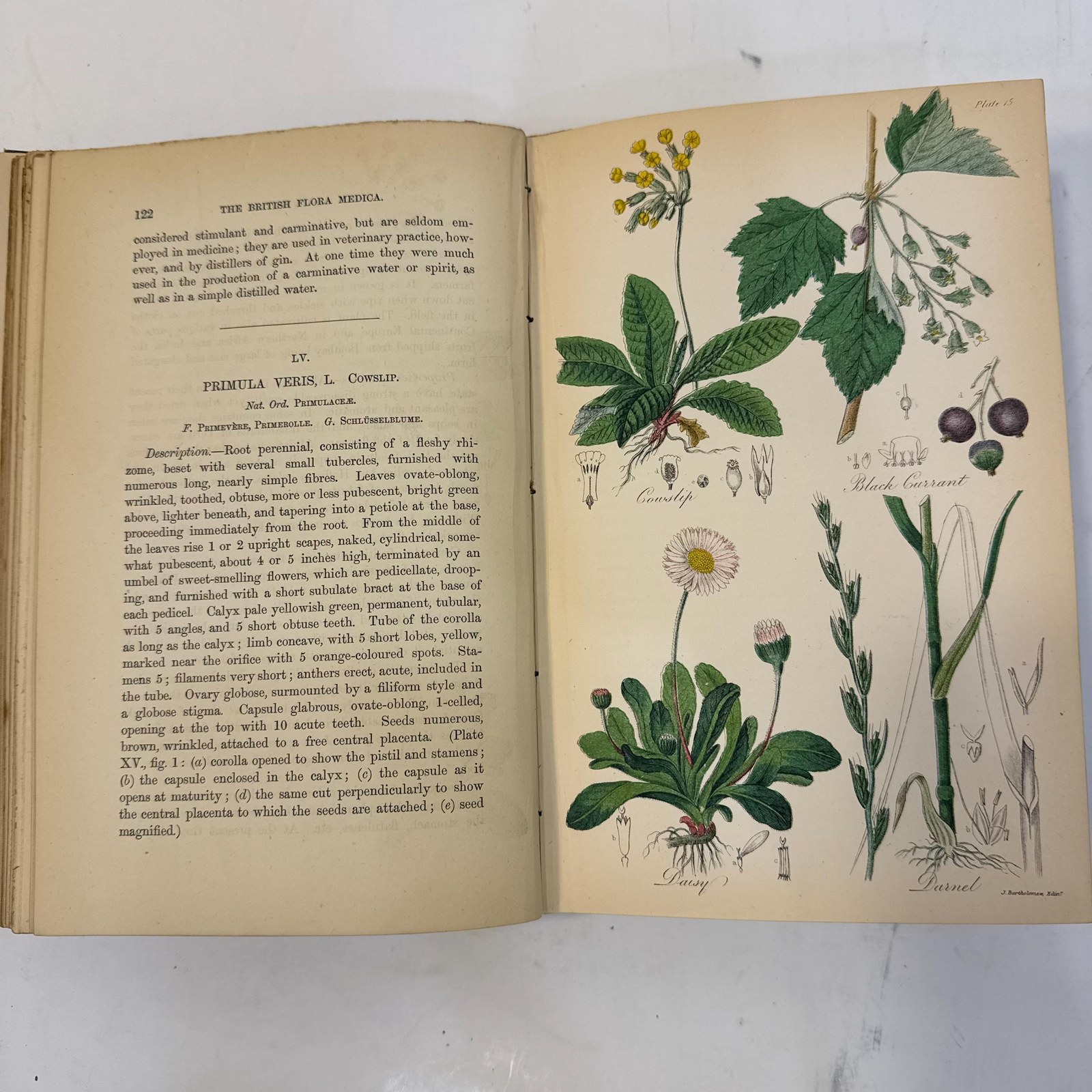 The British Flora Medica: A History of the Medicinal Plants of Great Britain. A New Edition, Revisd, Condensed, and Partly Re-Written… Illsutrated by a Colored Figure of Each Plat. — photograph 9.