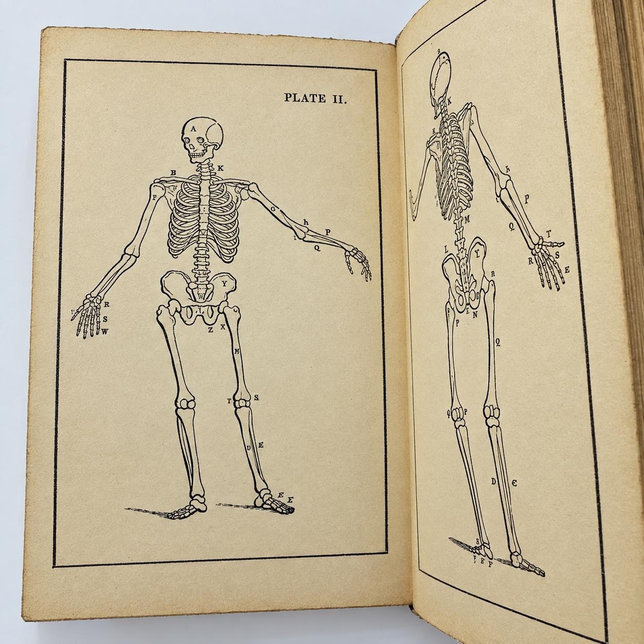 Complete Domestic Medicine; Or, A Treatise on the Prevention and Cure of Diseases, by Regimen and Simple Medicine. With Additions and Improvements Containing Treatises on Those Diseases Omitted by the Author, and on the New Discoveries in Medicine and Surgery; Also, Dr. Cullen's Characteristic Symptons of Diseases. To Which is Added The Compendium of Anatomy with Twelve Illustrations. — photograph 9.