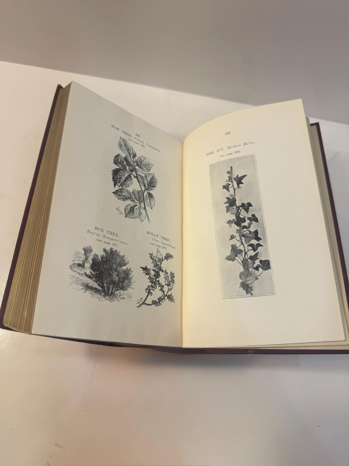 Psychology of Botany: A Treatise on Trees, Shrubs, and Plants, Etc., for the Cure of Diseases and Ailments of the Human System (Without Medicine), by Sympathy (Positive and Negative) on the Soul Plane — photograph 6.