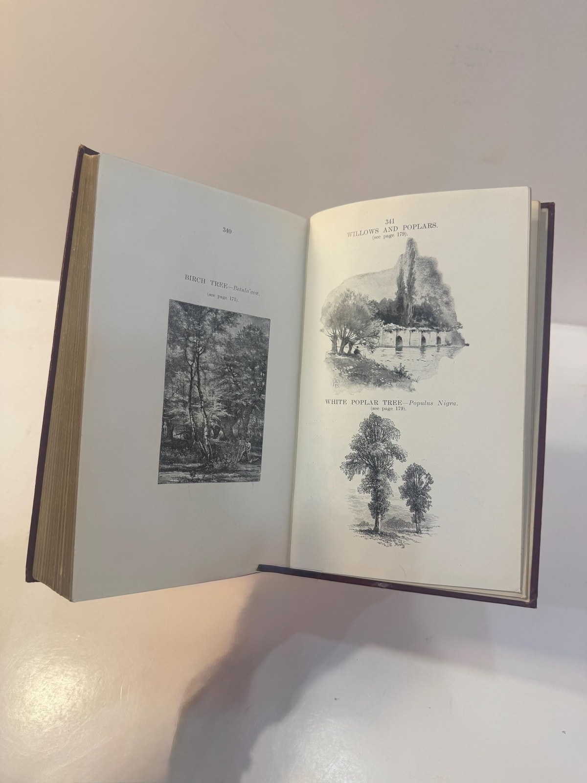 Psychology of Botany: A Treatise on Trees, Shrubs, and Plants, Etc., for the Cure of Diseases and Ailments of the Human System (Without Medicine), by Sympathy (Positive and Negative) on the Soul Plane — photograph 8.