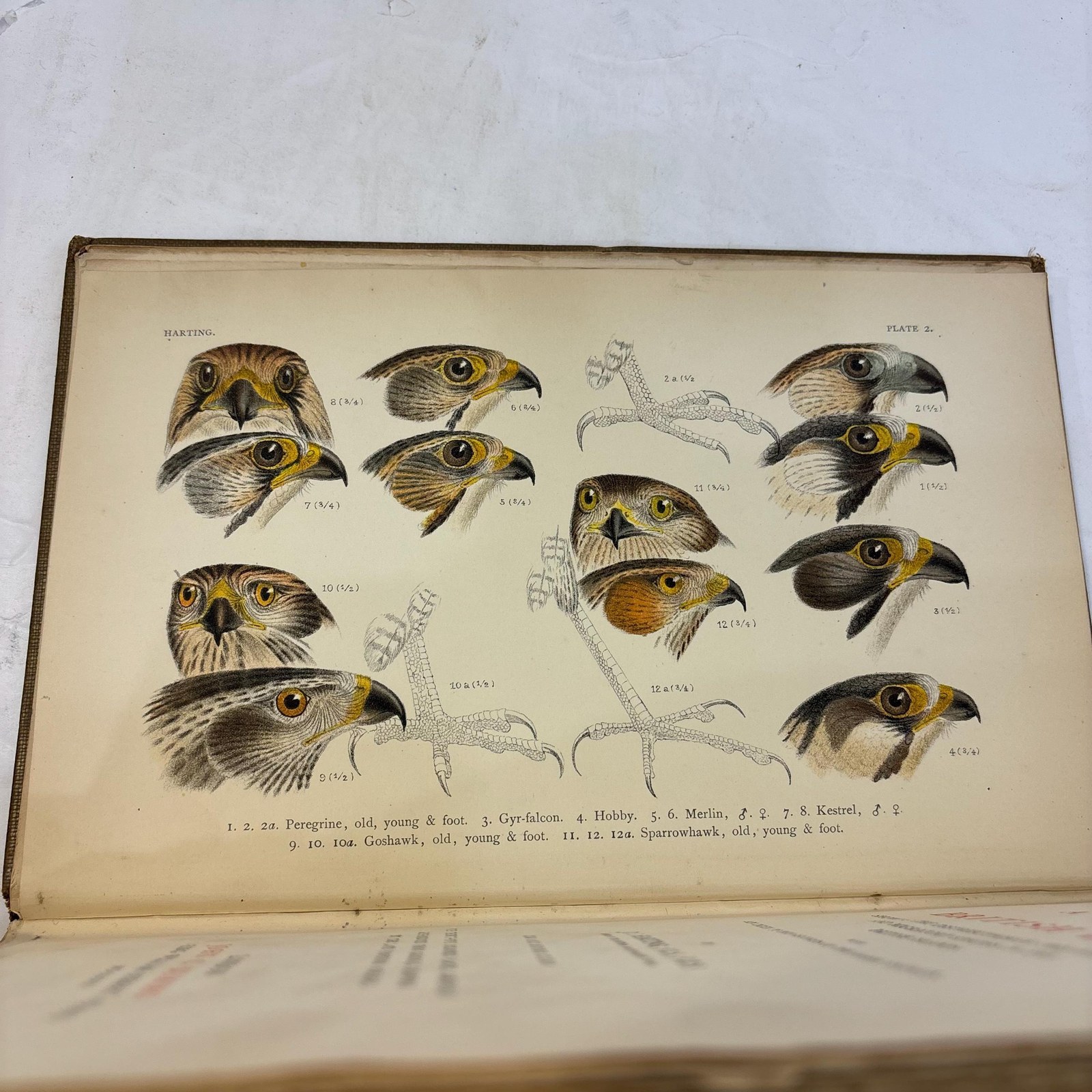 A Handbook of British Birds. Showing The Distribution of the Resident and Migratory Species in the British Islands with an Index to the Records of the Rarer Visitants. — photograph 4.