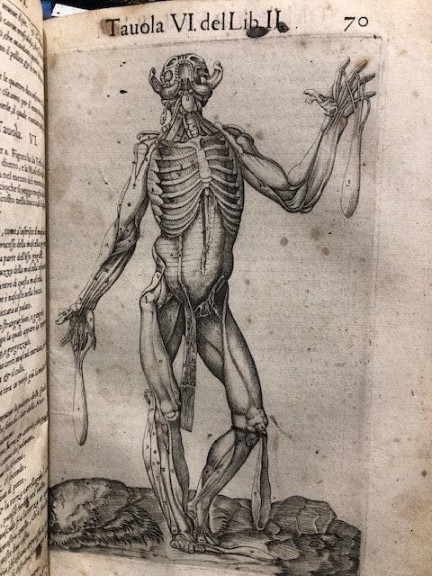 Anatomia del Corpo humano Composta per M. Giouan Valverde di Hamusco, & da luy con molte figure di rame, et cruditi discorsi in-luce mandata. (trans. from Italian: Anatomy of the Human Body Composed for M. Giouan Valverde of Hamusco, & from suy with many copper figures, et cruditi speeches in-light sent.) — photograph 10.