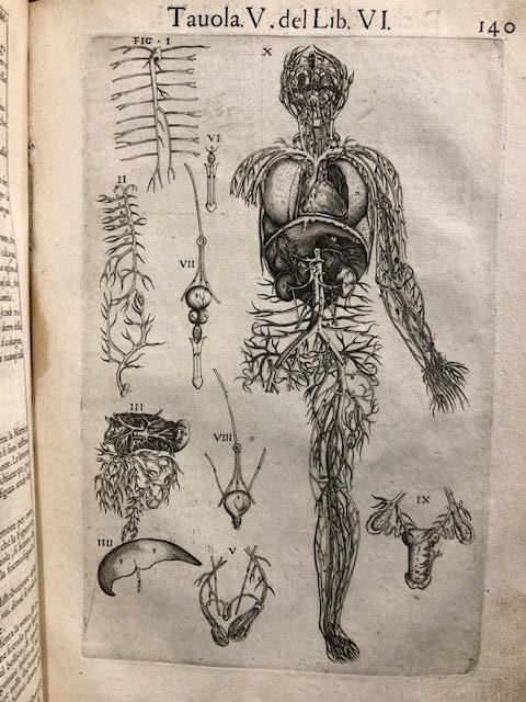 Anatomia del Corpo humano Composta per M. Giouan Valverde di Hamusco, & da luy con molte figure di rame, et cruditi discorsi in-luce mandata. (trans. from Italian: Anatomy of the Human Body Composed for M. Giouan Valverde of Hamusco, & from suy with many copper figures, et cruditi speeches in-light sent.) — photograph 5.