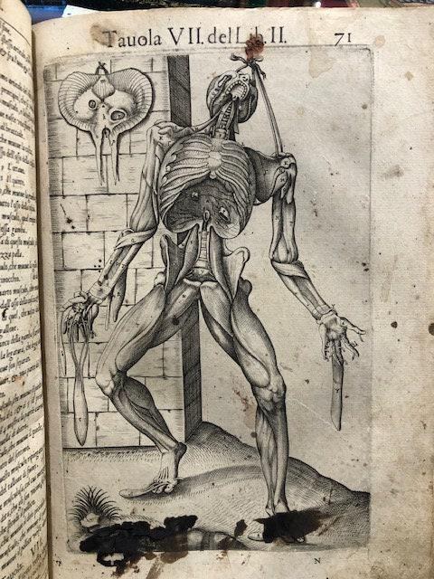 Anatomia del Corpo humano Composta per M. Giouan Valverde di Hamusco, & da luy con molte figure di rame, et cruditi discorsi in-luce mandata. (trans. from Italian: Anatomy of the Human Body Composed for M. Giouan Valverde of Hamusco, & from suy with many copper figures, et cruditi speeches in-light sent.) — photograph 9.