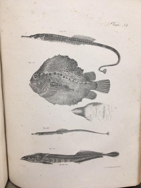 Zoology of New York, or the New-York Fauna; Comprising Detailed Descriptions of all the Animals Hitherto Observed Within the State of New-York, with Brief Notices of Those Occasionally Found Near its Borders, and Accompanied by Appropriate Illustrations. Part III, Reptiles and Amphibia. — photograph 10.