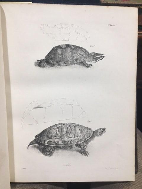 Zoology of New York, or the New-York Fauna; Comprising Detailed Descriptions of all the Animals Hitherto Observed Within the State of New-York, with Brief Notices of Those Occasionally Found Near its Borders, and Accompanied by Appropriate Illustrations. Part III, Reptiles and Amphibia. — photograph 4.