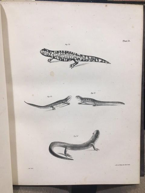 Zoology of New York, or the New-York Fauna; Comprising Detailed Descriptions of all the Animals Hitherto Observed Within the State of New-York, with Brief Notices of Those Occasionally Found Near its Borders, and Accompanied by Appropriate Illustrations. Part III, Reptiles and Amphibia. — photograph 5.