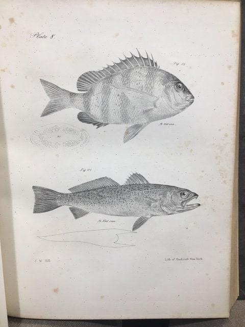 Zoology of New York, or the New-York Fauna; Comprising Detailed Descriptions of all the Animals Hitherto Observed Within the State of New-York, with Brief Notices of Those Occasionally Found Near its Borders, and Accompanied by Appropriate Illustrations. Part III, Reptiles and Amphibia. — photograph 6.