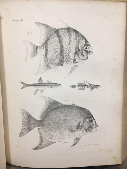 Zoology of New York, or the New-York Fauna; Comprising Detailed Descriptions of all the Animals Hitherto Observed Within the State of New-York, with Brief Notices of Those Occasionally Found Near its Borders, and Accompanied by Appropriate Illustrations. Part III, Reptiles and Amphibia. — photograph 7.