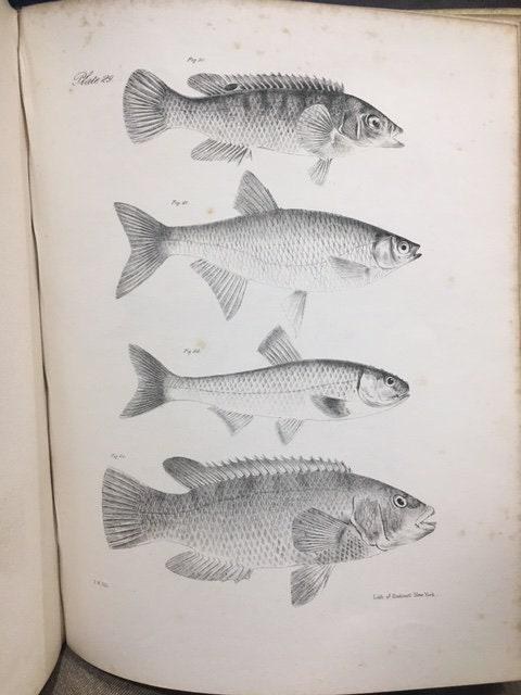 Zoology of New York, or the New-York Fauna; Comprising Detailed Descriptions of all the Animals Hitherto Observed Within the State of New-York, with Brief Notices of Those Occasionally Found Near its Borders, and Accompanied by Appropriate Illustrations. Part III, Reptiles and Amphibia. — photograph 8.