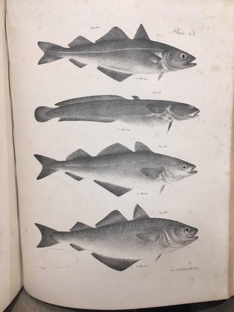 Zoology of New York, or the New-York Fauna; Comprising Detailed Descriptions of all the Animals Hitherto Observed Within the State of New-York, with Brief Notices of Those Occasionally Found Near its Borders, and Accompanied by Appropriate Illustrations. Part III, Reptiles and Amphibia. — photograph 9.