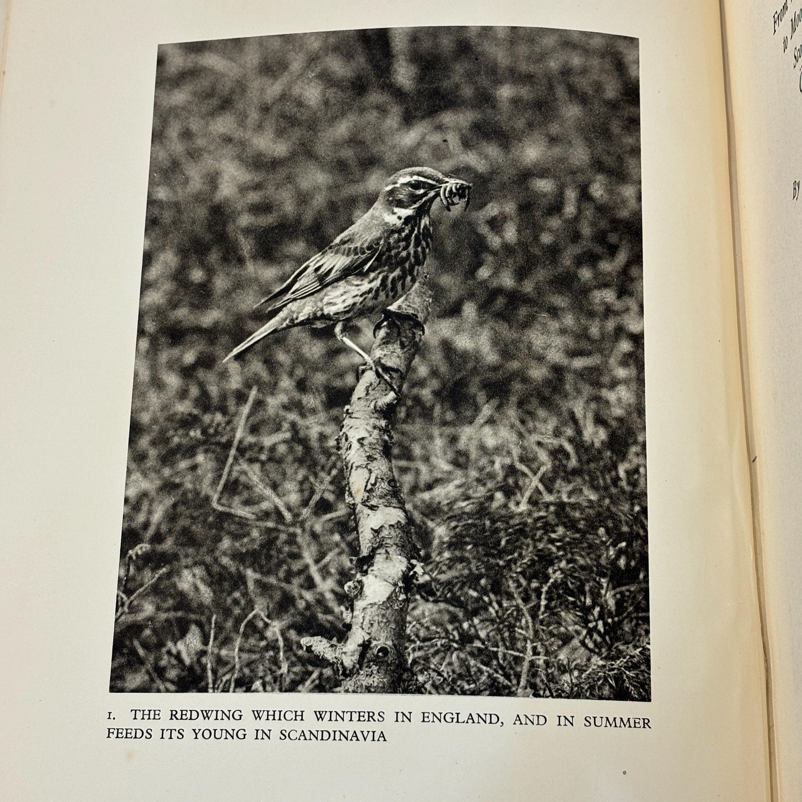 Northward Ho! - For Birds. From Wild Moorlands of England to Moorlands and Marshes of Scotland and Shetland Oland and Lapland. Illustrated with Photographs taken by the Author. — photograph 5.