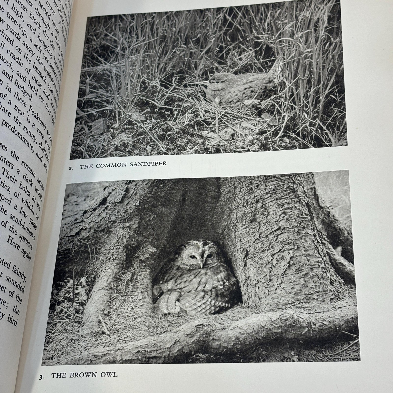 Northward Ho! - For Birds. From Wild Moorlands of England to Moorlands and Marshes of Scotland and Shetland Oland and Lapland. Illustrated with Photographs taken by the Author. — photograph 7.
