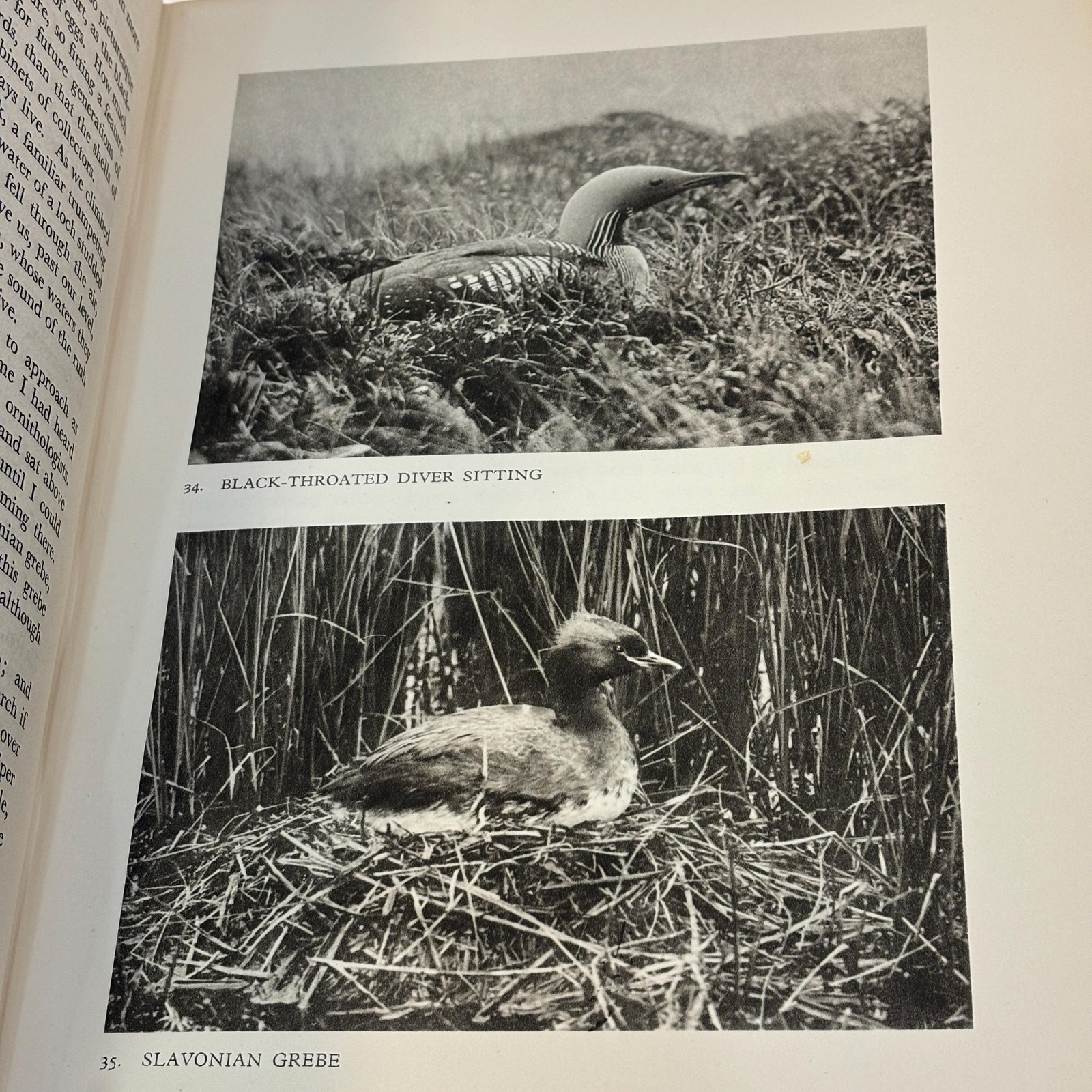 Northward Ho! - For Birds. From Wild Moorlands of England to Moorlands and Marshes of Scotland and Shetland Oland and Lapland. Illustrated with Photographs taken by the Author. — photograph 9.