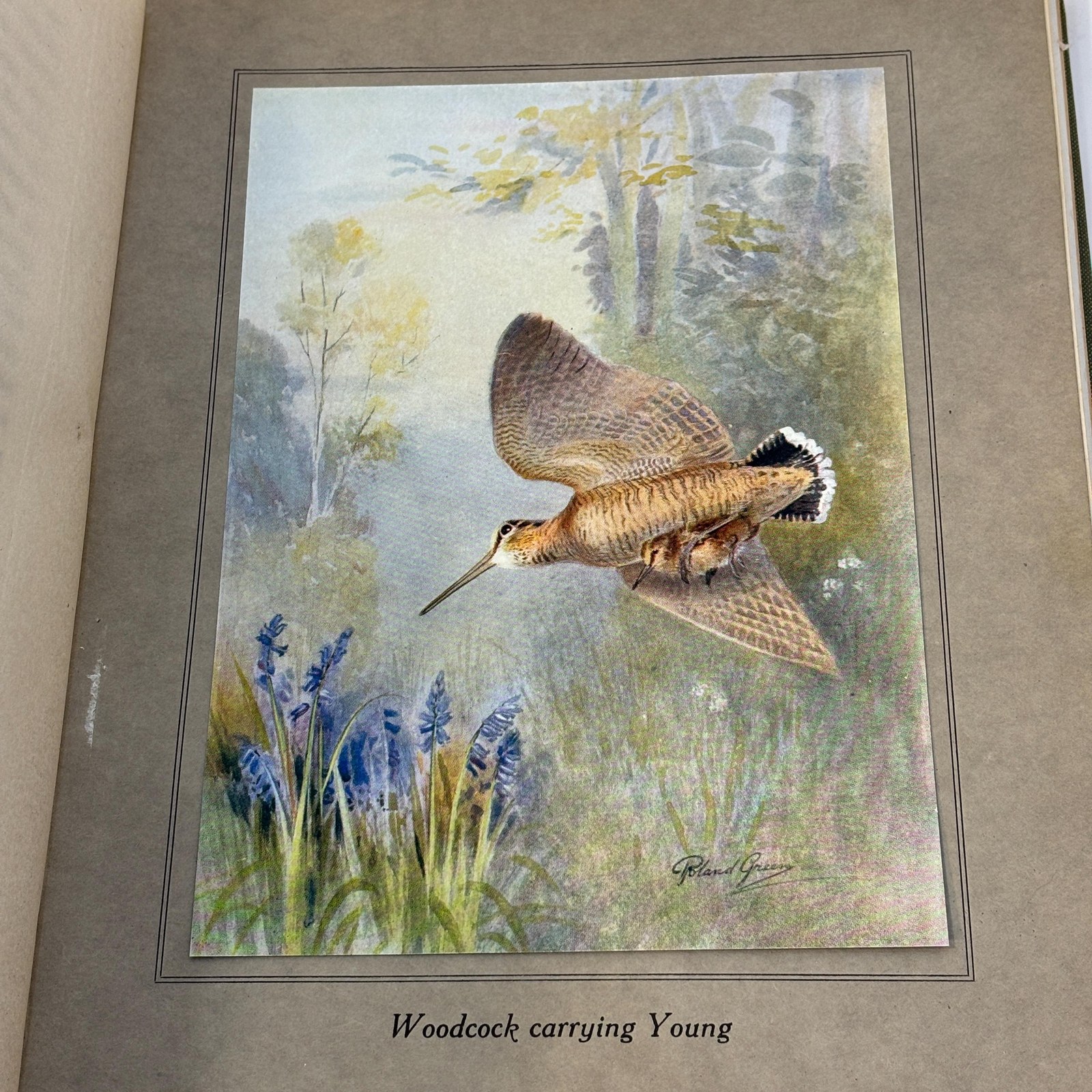 Birds In Flight. Illustrated by Roland Green — photograph 5.