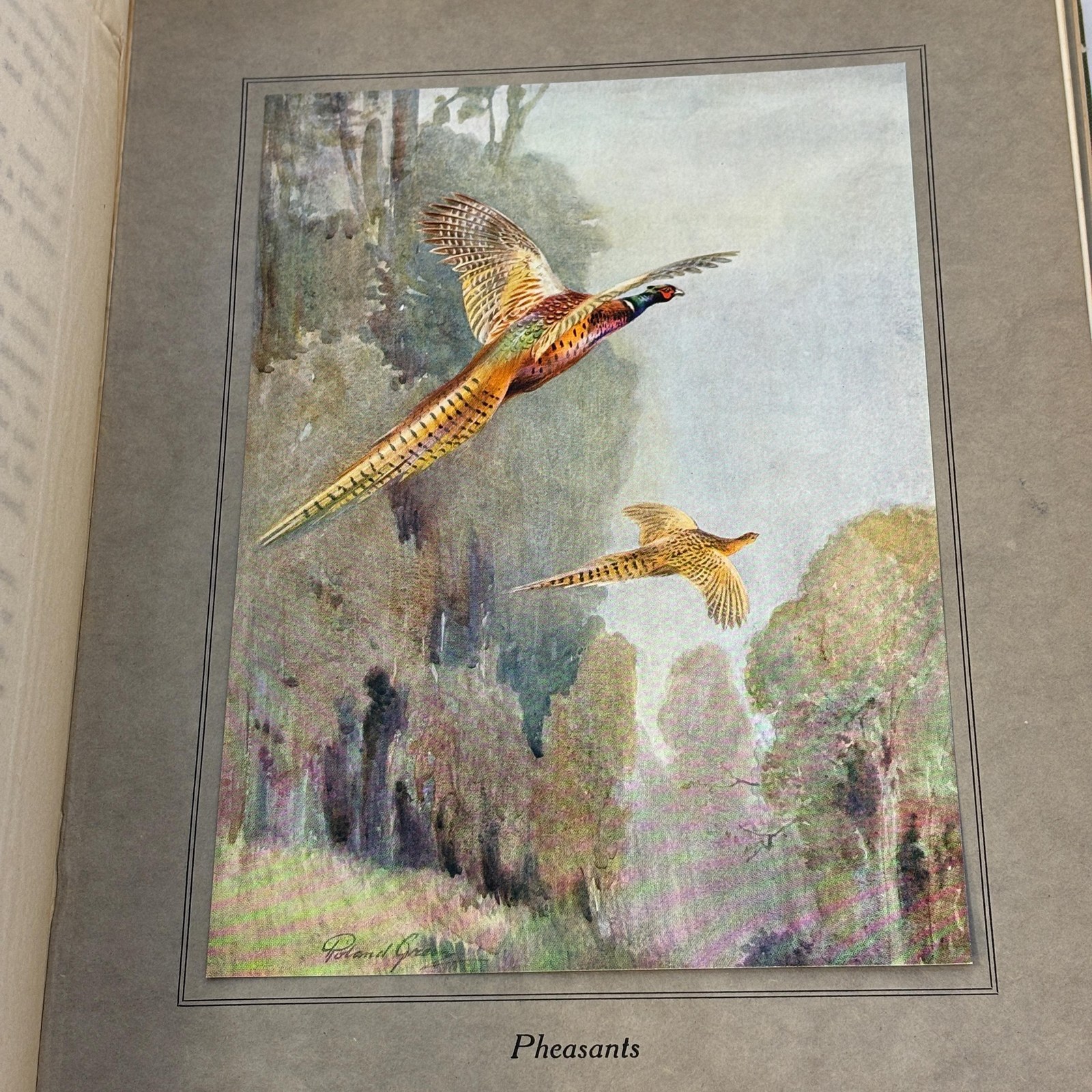 Birds In Flight. Illustrated by Roland Green — photograph 7.