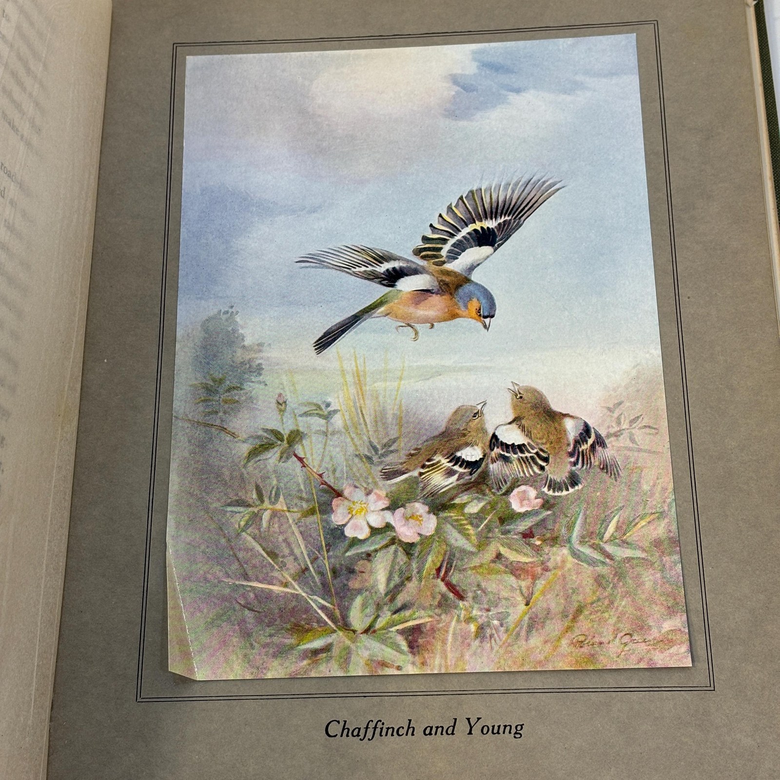Birds In Flight. Illustrated by Roland Green — photograph 9.