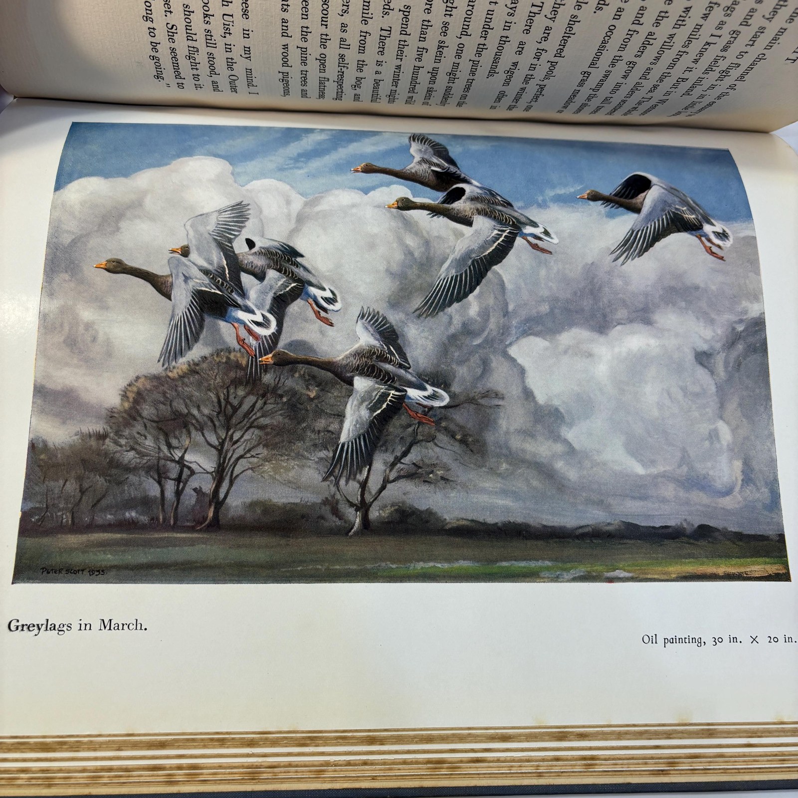Morning Flight, A Book of Wildfowl — photograph 8.