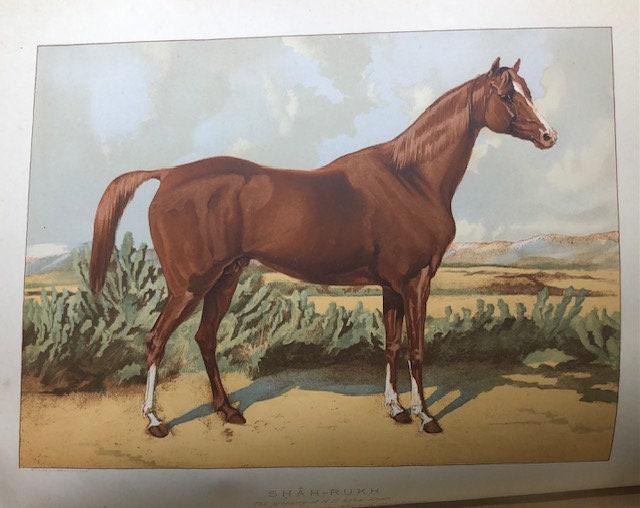 The Arabian Horse. His Country and People with Portraits of Typical or Famous Arabians — photograph 10.