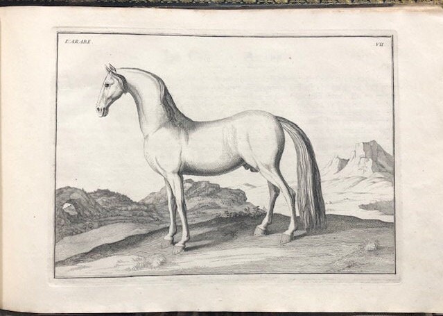 Description du Manége Moderne. Dans sa Perfection, Expliqué par des leçons necessaires, et representé par des figures exactes, depuis l'assiette de l'homme à cheval, jusqu'à l'arrest accompagné aussi de divers mords pour bien brider les chevaux, ecrit et dessiné par le baron D'Eisenberg, et gravé par B. Picart. TRANSLATION: "Description of Modern Horsemanship. In its Perfection, Explained through necessary lessons, and depicted by accurate figures, from the rider's position on horseback to the halt, also accompanied by various bits for properly bridling horses, written and illustrated by Baron D'Eisenberg, and engraved by B. Picart." — photograph 10.