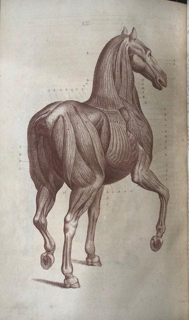 A General System of Horsemanship in All It's Branches: Containing a Faithful Translation of That Most Noble and Useful Work…Entitled The Manner of Feeding, Dressing, and Training of Horses for The Great Saddle, and Fitting Them for Service of The Field in Time of War, or For The Exercise and Improvement of Gentleman in The Academy at Home: A Science Peculiarly Necessary Throughout all Europe, and Which has Hitherto Been so Much Neglected, or Discouraged in England, That Young Gentlemen Have Been Obliged to Have Recourse to Foriegn Nations for This Part of Their Education. With All the Original Copper-Plates, in Number Forty-Three, which Were Engrav'd by the Best Foreign Masters, Under His Grace's Immediate Care and Inspection, and Which are Explained in The Different Lessons. And to Give All the Improvements that May Be, This Work is Ornamented with Head-Pieces and Initial Letters, Properly Adapted to the Subsequesnt Chapters; and Enlarged with an Index. Vol. II: I) Directions for the Choice of Stallions and Mares, and for Weaning and Managing of Foals, until they come to a proper Maturity for Service, suitable to the Uses they are design'd for. II)The Manner of Keeping, Soiling, Training, and Exercising Race-Horses, and Preparing them for the Course: Also Instructions for the Choice and Management of Hunters; and a Supplemental Discourfe concerning Hounds. III) The Perfect Knowledge of Horses; being a succinct Account of their various Disorders, both internal and external, and their good and bad Qualities; shewing the Seat, Cause, and Symptoms of all Diseases; with proper Recipes, and Methods of Cure, whether by manual Operation or otherwise; the like not hitherto extant in any Book of Farriery whatsoever in the English Tongue. Translated from the French Edition, published at the Hague, under the Inspection of the learned Dr. Boerhaave, by Gafper de Saunier, Riding-Master and Director to the Academy of Leyden; with the Addition of all his Father's Recipes and Remarks, who was forty Years Inspector-General of Lewis the XIVth's Great Stable. IV) The Osteology and Myology of a Horse: Or, an Anatomical Description of all the Bones and Muscles, that compose that most noble and useful Animal; pointing out their various Uses and Affections, and accounting for many other Particulars in the Oeconomy of a Horse, that are not generally known Illustrated with near thirty Copper-plates, in which the Seats of all Diseases are not only exactly described, but with several new Instruments requisite in the Cure of them most accurately described. And to give a more perfect Idea of the different Subjects, all the Anatomical Prints, representing the Muscles, Bones, &c. are wrought off in their proper Colours. To which is added, A large COLLECTION of RECIPES, Communicated by several Persons of Experience and Distinction: TOGETHER WITH TWO COMPLETE INDEXES, The one of DISEASES, the other of MEDICINES ALSO A DICTIONARY, explaining all the Technical Terms that belong to the Stud, the Stable, the Manage, Farriery, or whatever relates to HORSES. — photograph 5.