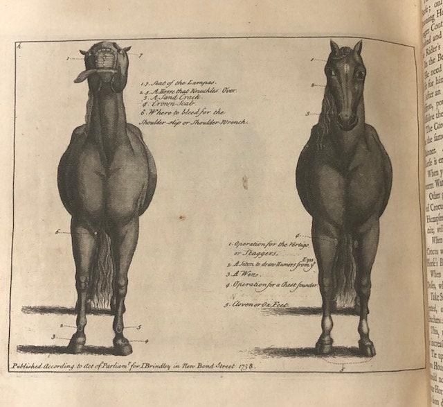 A General System of Horsemanship in All It's Branches: Containing a Faithful Translation of That Most Noble and Useful Work…Entitled The Manner of Feeding, Dressing, and Training of Horses for The Great Saddle, and Fitting Them for Service of The Field in Time of War, or For The Exercise and Improvement of Gentleman in The Academy at Home: A Science Peculiarly Necessary Throughout all Europe, and Which has Hitherto Been so Much Neglected, or Discouraged in England, That Young Gentlemen Have Been Obliged to Have Recourse to Foriegn Nations for This Part of Their Education. With All the Original Copper-Plates, in Number Forty-Three, which Were Engrav'd by the Best Foreign Masters, Under His Grace's Immediate Care and Inspection, and Which are Explained in The Different Lessons. And to Give All the Improvements that May Be, This Work is Ornamented with Head-Pieces and Initial Letters, Properly Adapted to the Subsequesnt Chapters; and Enlarged with an Index. Vol. II: I) Directions for the Choice of Stallions and Mares, and for Weaning and Managing of Foals, until they come to a proper Maturity for Service, suitable to the Uses they are design'd for. II)The Manner of Keeping, Soiling, Training, and Exercising Race-Horses, and Preparing them for the Course: Also Instructions for the Choice and Management of Hunters; and a Supplemental Discourfe concerning Hounds. III) The Perfect Knowledge of Horses; being a succinct Account of their various Disorders, both internal and external, and their good and bad Qualities; shewing the Seat, Cause, and Symptoms of all Diseases; with proper Recipes, and Methods of Cure, whether by manual Operation or otherwise; the like not hitherto extant in any Book of Farriery whatsoever in the English Tongue. Translated from the French Edition, published at the Hague, under the Inspection of the learned Dr. Boerhaave, by Gafper de Saunier, Riding-Master and Director to the Academy of Leyden; with the Addition of all his Father's Recipes and Remarks, who was forty Years Inspector-General of Lewis the XIVth's Great Stable. IV) The Osteology and Myology of a Horse: Or, an Anatomical Description of all the Bones and Muscles, that compose that most noble and useful Animal; pointing out their various Uses and Affections, and accounting for many other Particulars in the Oeconomy of a Horse, that are not generally known Illustrated with near thirty Copper-plates, in which the Seats of all Diseases are not only exactly described, but with several new Instruments requisite in the Cure of them most accurately described. And to give a more perfect Idea of the different Subjects, all the Anatomical Prints, representing the Muscles, Bones, &c. are wrought off in their proper Colours. To which is added, A large COLLECTION of RECIPES, Communicated by several Persons of Experience and Distinction: TOGETHER WITH TWO COMPLETE INDEXES, The one of DISEASES, the other of MEDICINES ALSO A DICTIONARY, explaining all the Technical Terms that belong to the Stud, the Stable, the Manage, Farriery, or whatever relates to HORSES. — photograph 7.