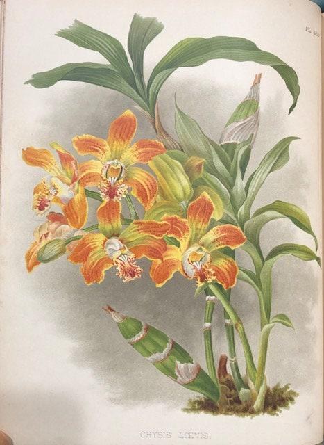 The Orchid Album, Comprising Coloured Figures and Descriptions of New, Rare, and Beautiful Orchidaceous Plants — photograph 6.