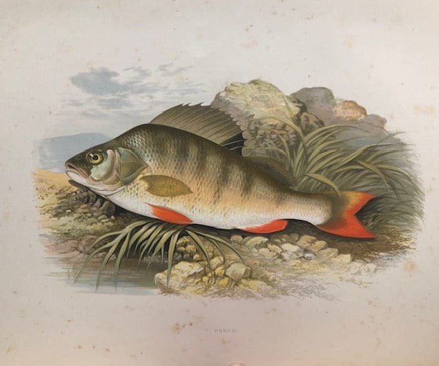 British Fresh-Water Fishes. Illustrated with a Colored Figure of Each Species Drawn From Nature by A.F. Lydon and Numerous Engravings — photograph 3.