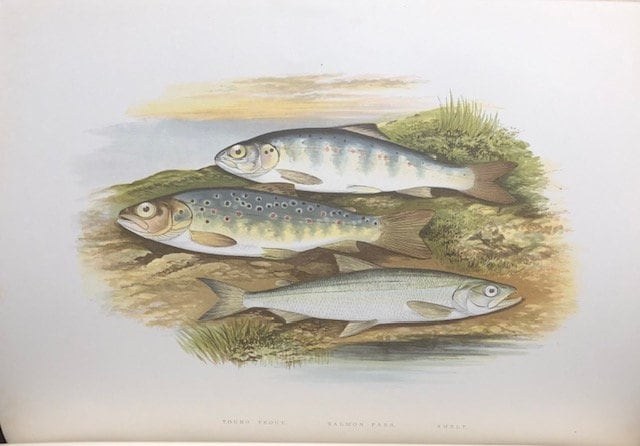 British Fresh-Water Fishes. Illustrated with a Colored Figure of Each Species Drawn From Nature by A.F. Lydon and Numerous Engravings — photograph 6.