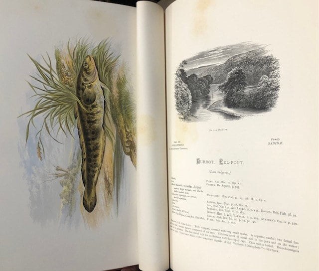 British Fresh-Water Fishes. Illustrated with a Colored Figure of Each Species Drawn From Nature by A.F. Lydon and Numerous Engravings — photograph 7.
