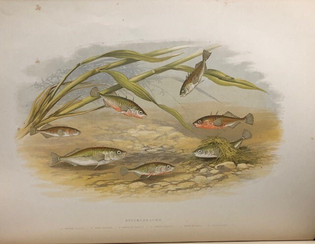 British Fresh-Water Fishes. Illustrated with a Colored Figure of Each Species Drawn From Nature by A.F. Lydon and Numerous Engravings — photograph 8.